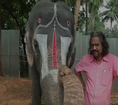 ELEPHANT 1
