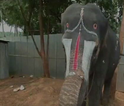 ELEPHANT 2