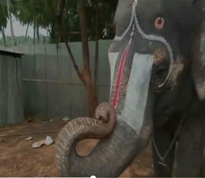 ELEPHANT 3