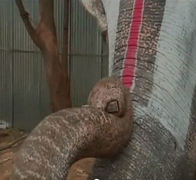 ELEPHANT 4
