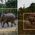 HSN ELEPHANT 1