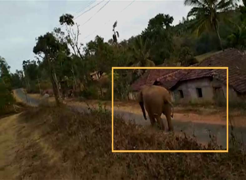 HSN ELEPHANT AV 1