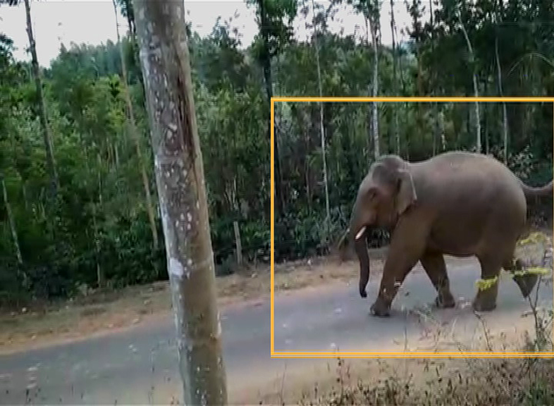 HSN ELEPHANT AV 2