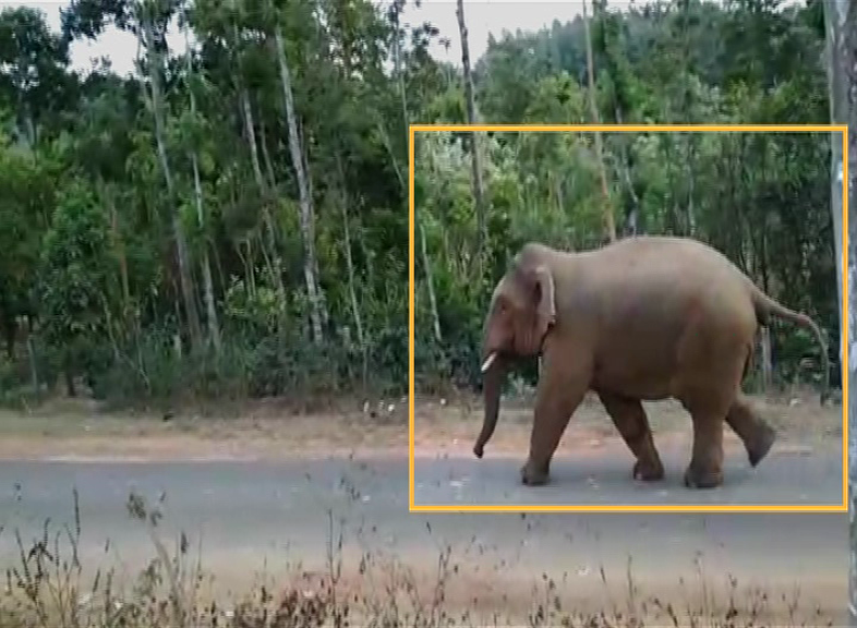 HSN ELEPHANT AV 3