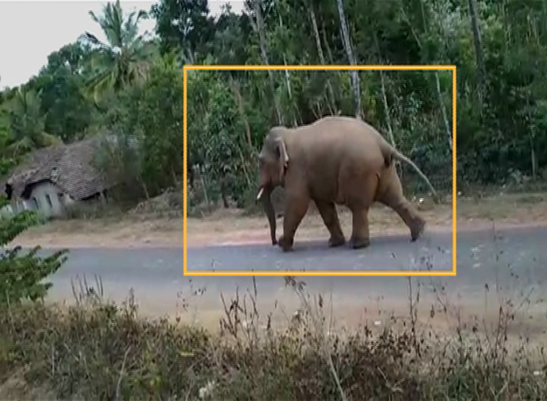HSN ELEPHANT AV 4