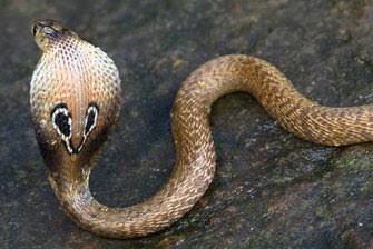 HSN GOD SNAKE AV 2