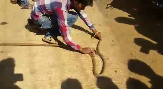 HVR Snake 2