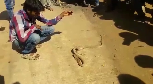 HVR Snake 4