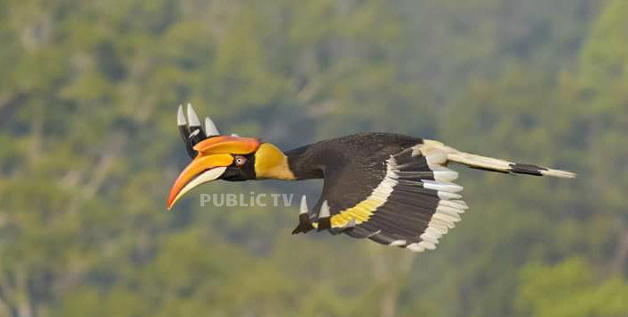 KWR BIRDS 1