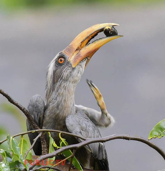 KWR BIRDS 10