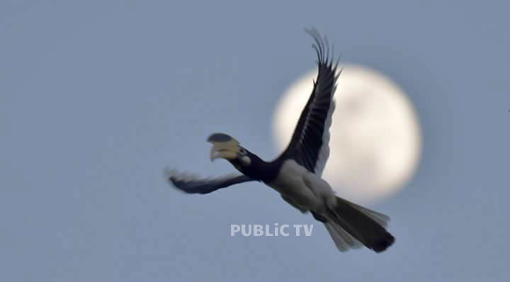 KWR BIRDS 12
