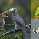 KWR BIRDS