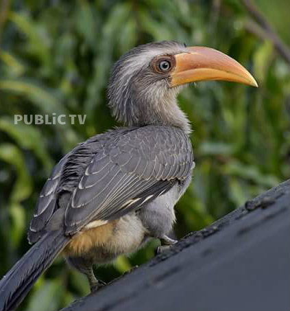 KWR BIRDS 19
