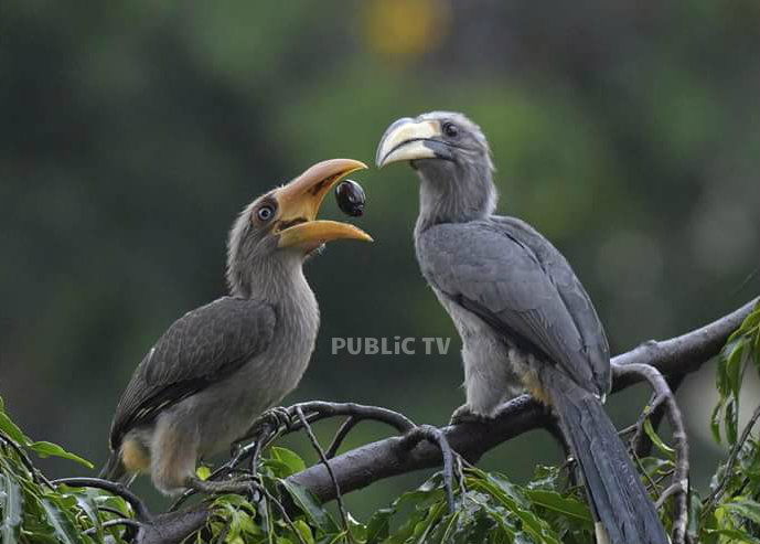 KWR BIRDS 2