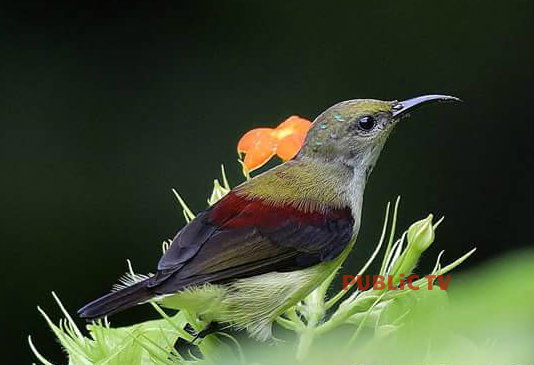 KWR BIRDS 20