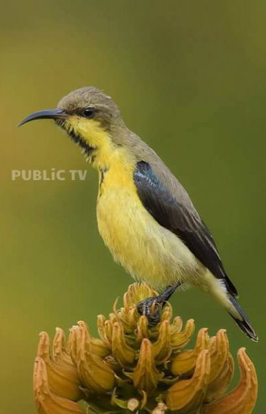 KWR BIRDS 3