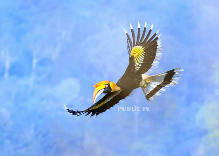 KWR BIRDS 4