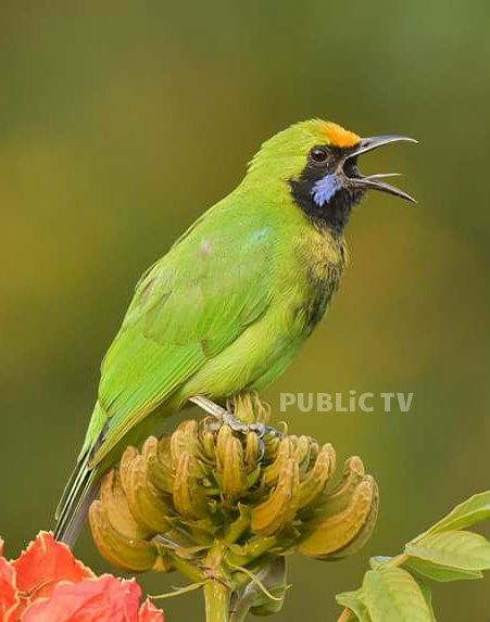 KWR BIRDS 5