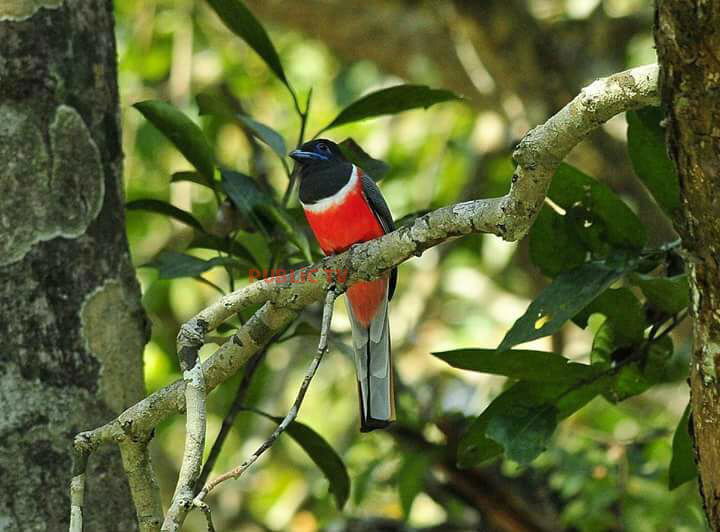KWR BIRDS 6