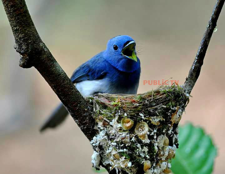 KWR BIRDS 8