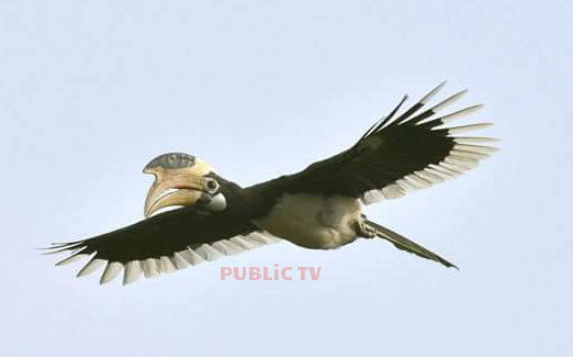 KWR BIRDS 9