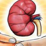 Kidney 644x362