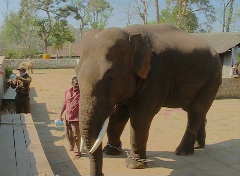 MDK ELEPHANT 1