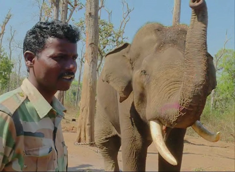MDK ELEPHANT 4