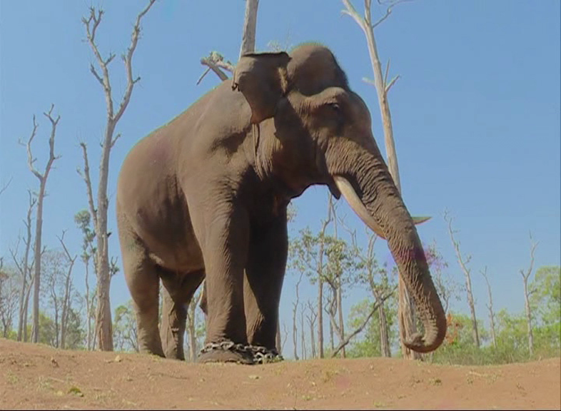 MDK ELEPHANT 5