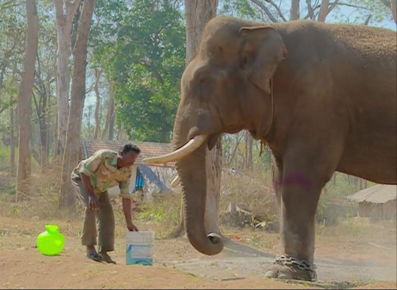 MDK ELEPHANT 6