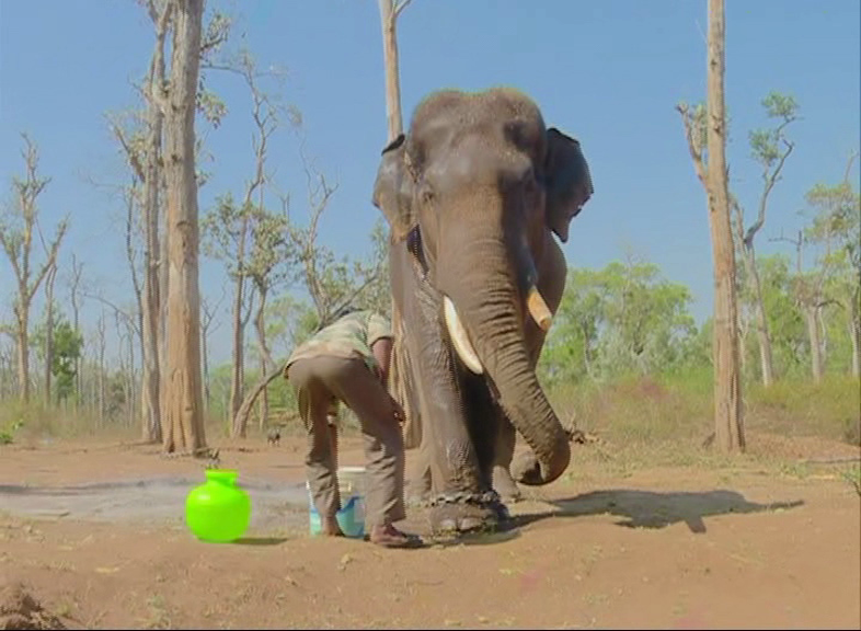MDK ELEPHANT 7