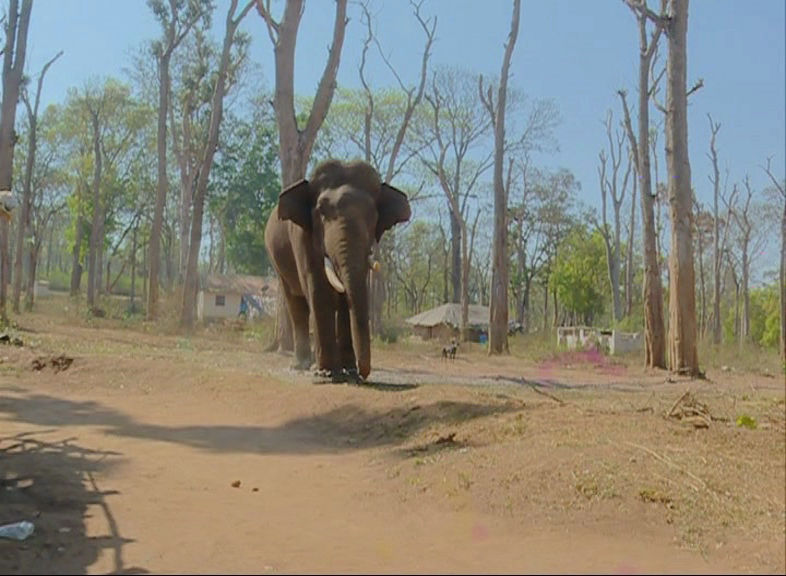 MDK ELEPHANT 8