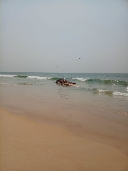 MNG DEAD WHALE 1
