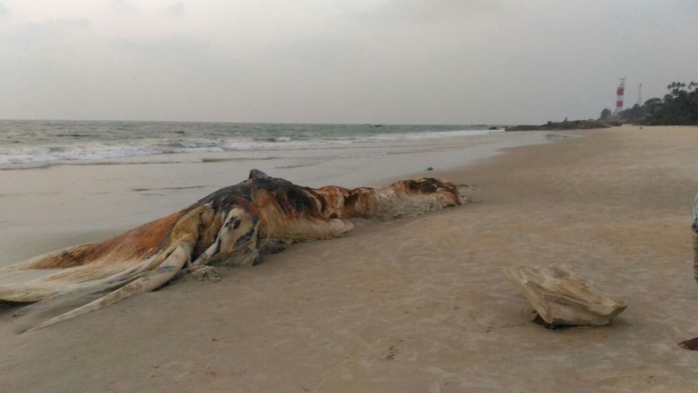 MNG DEAD WHALE 2