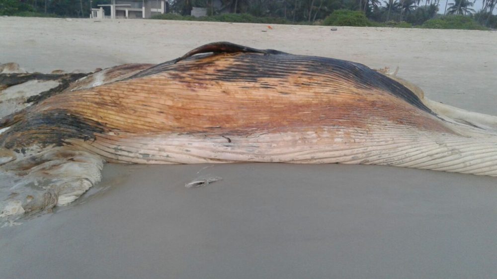 MNG DEAD WHALE 3