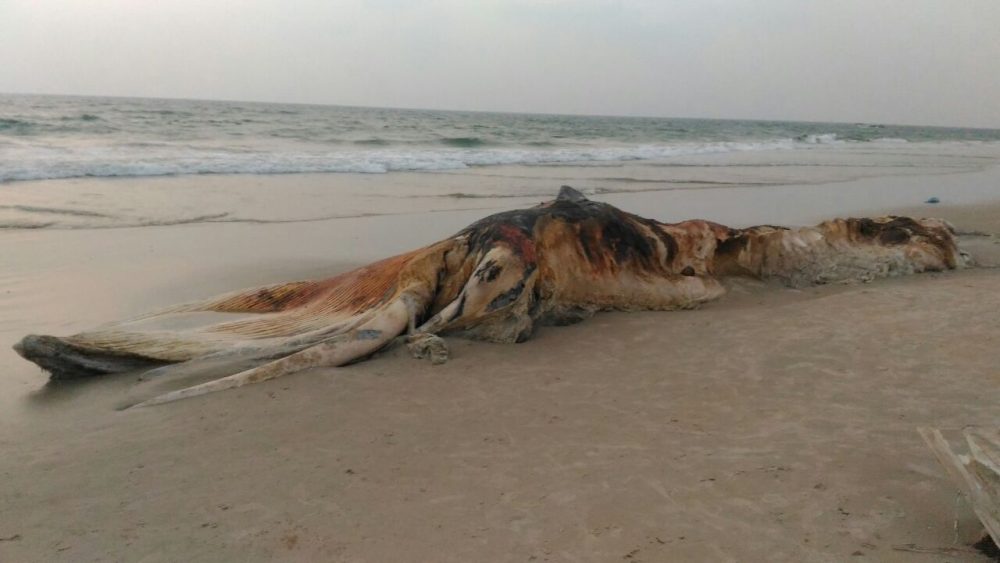 MNG DEAD WHALE 4