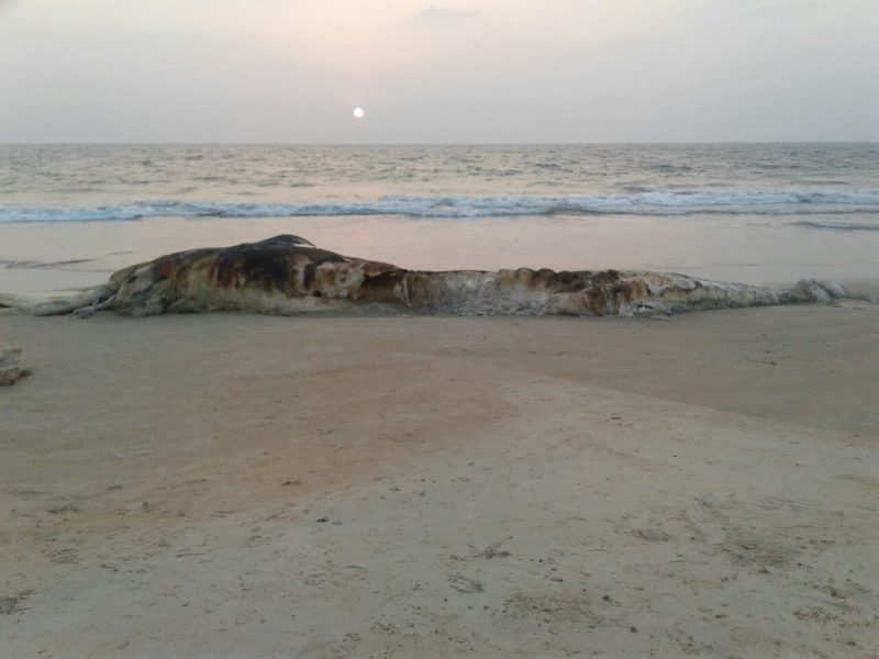 MNG DEAD WHALE 5