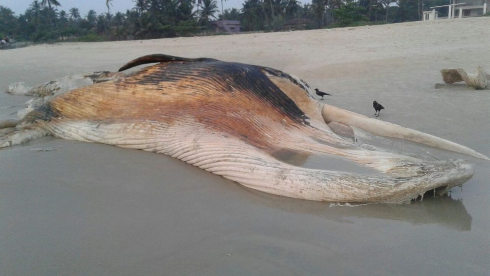 MNG DEAD WHALE 6