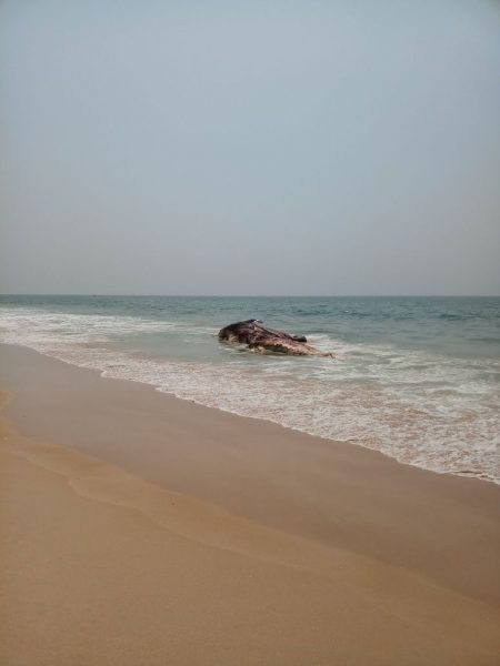 MNG DEAD WHALE 7