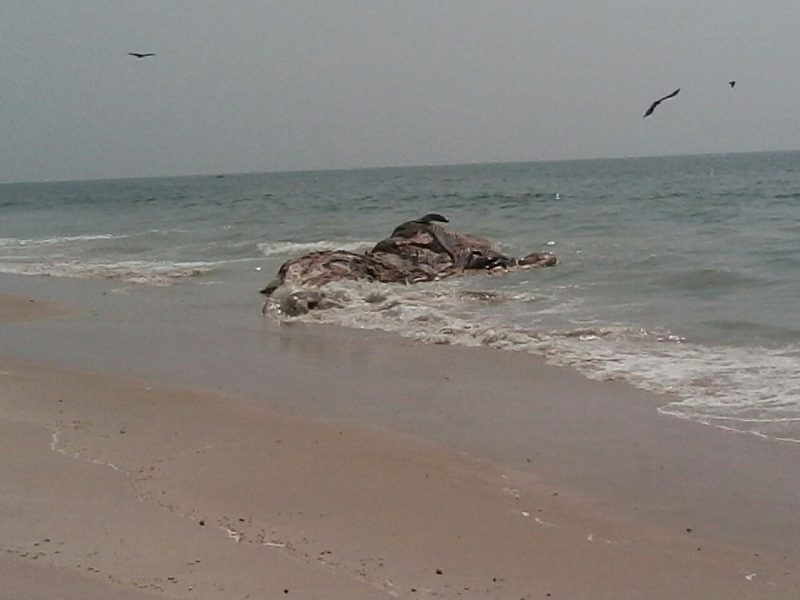 MNG DEAD WHALE 9