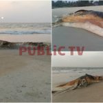 MNG DEAD WHALE COLLAGE