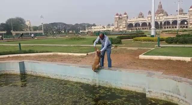MYS DOG SAVE 7