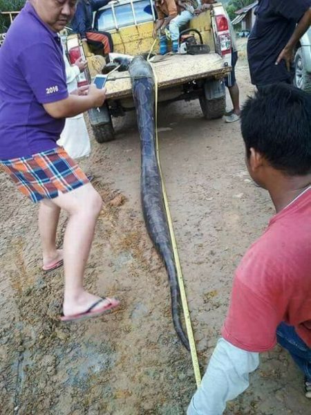 Python 4