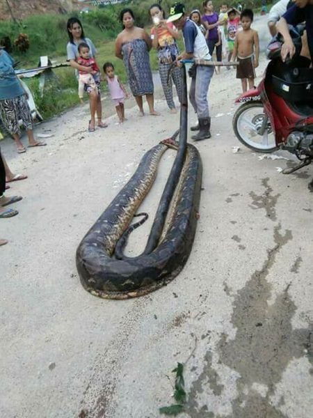 Python 5