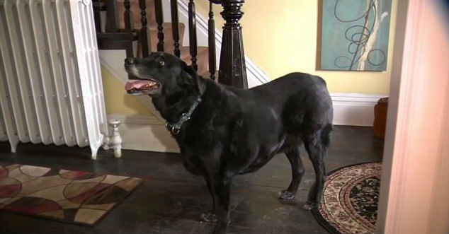 abby dog 3