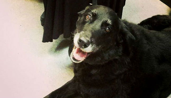 abby dog