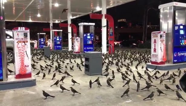 birds 1 e1518259085801