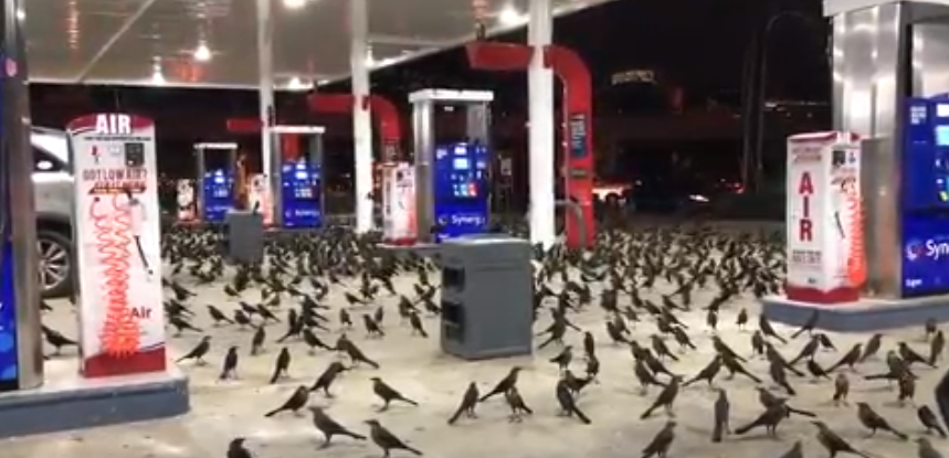 birds 1