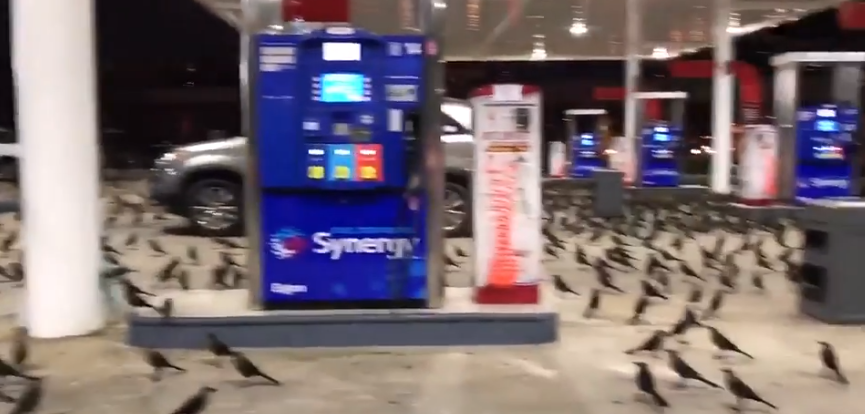 birds 3