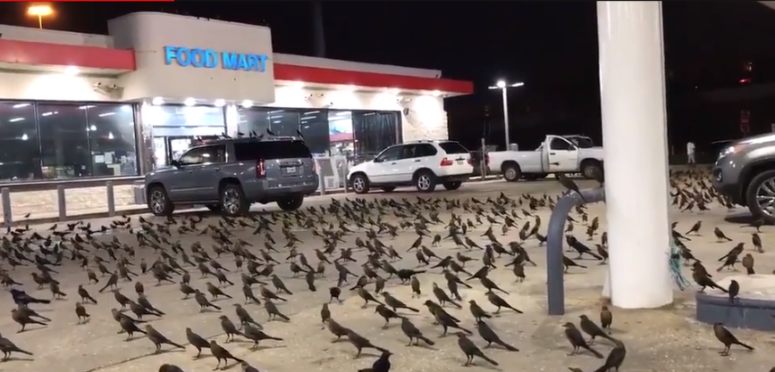 birds 4